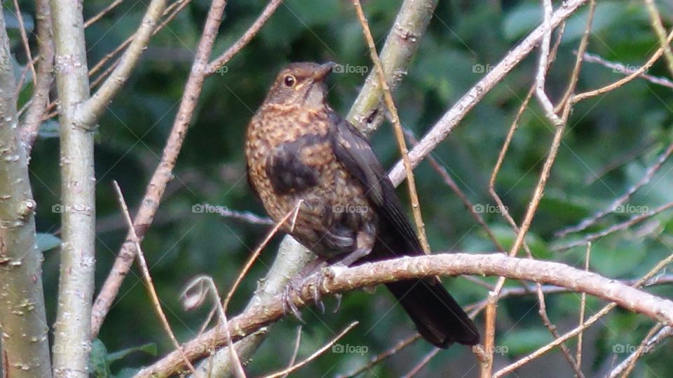 Young blackbird 
