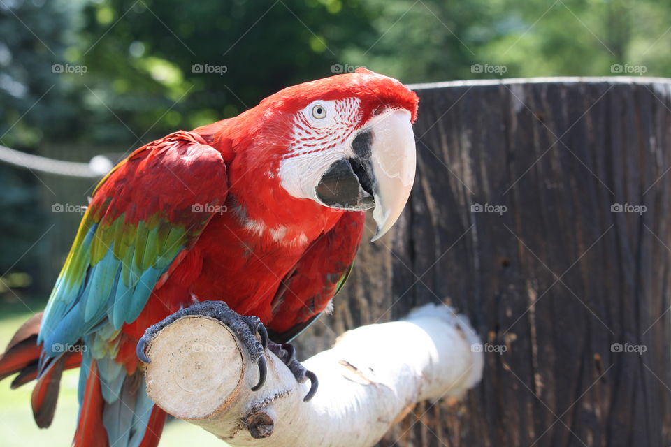 Portrait of curious red macaw