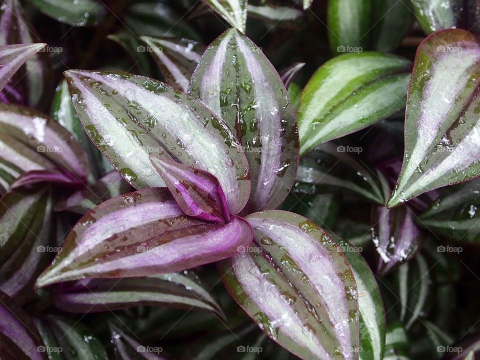 Silver inch plants with water drops