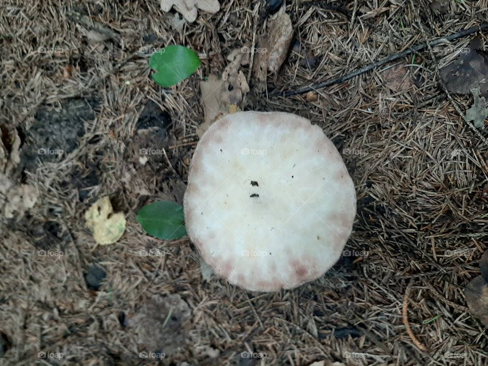 Этот   тоже   гриб   подозрительный.!