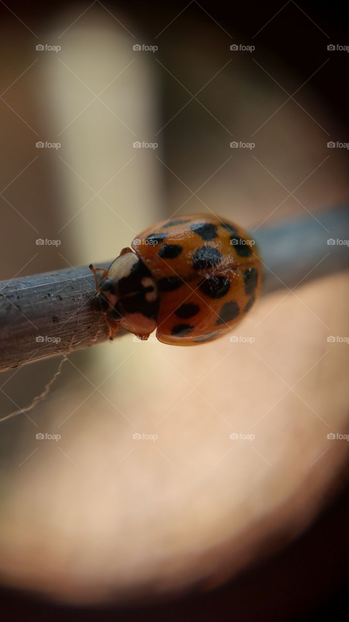 ladybug. ladybug