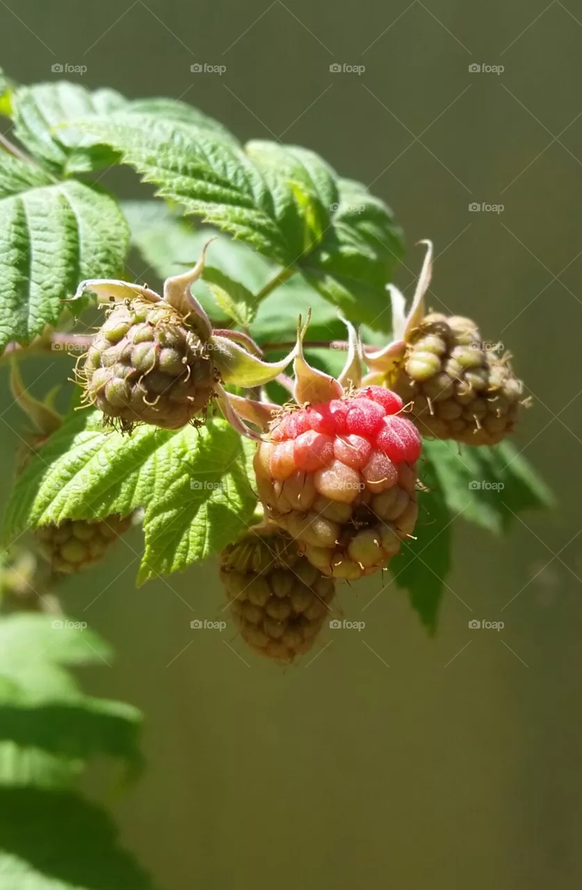 unripe