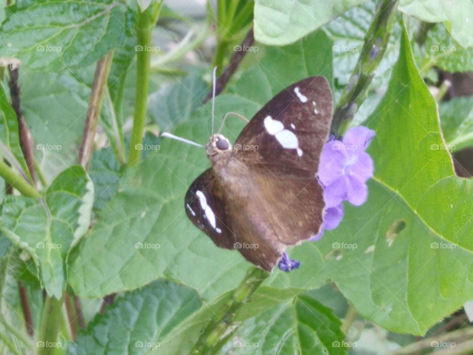 Butterflies and flowers