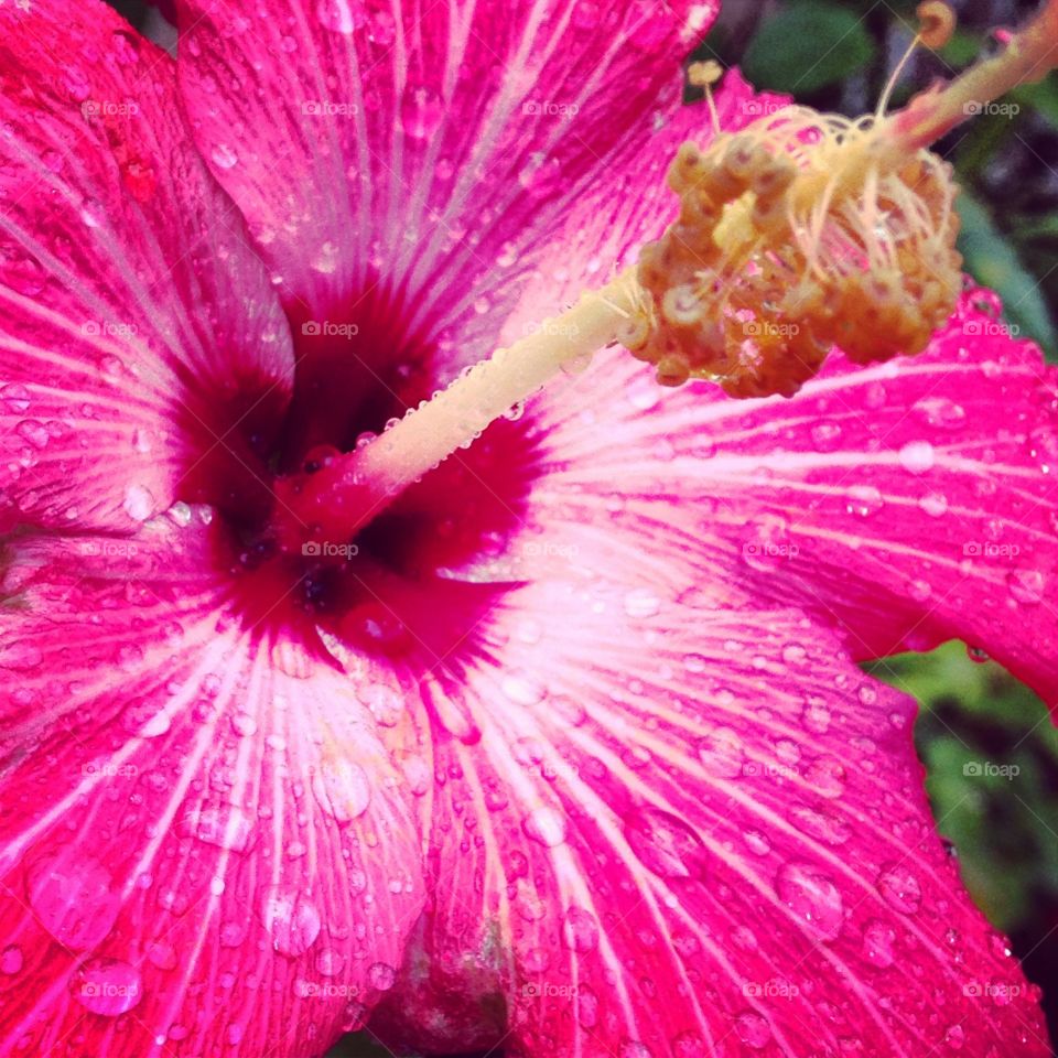 Rain hibiscus 