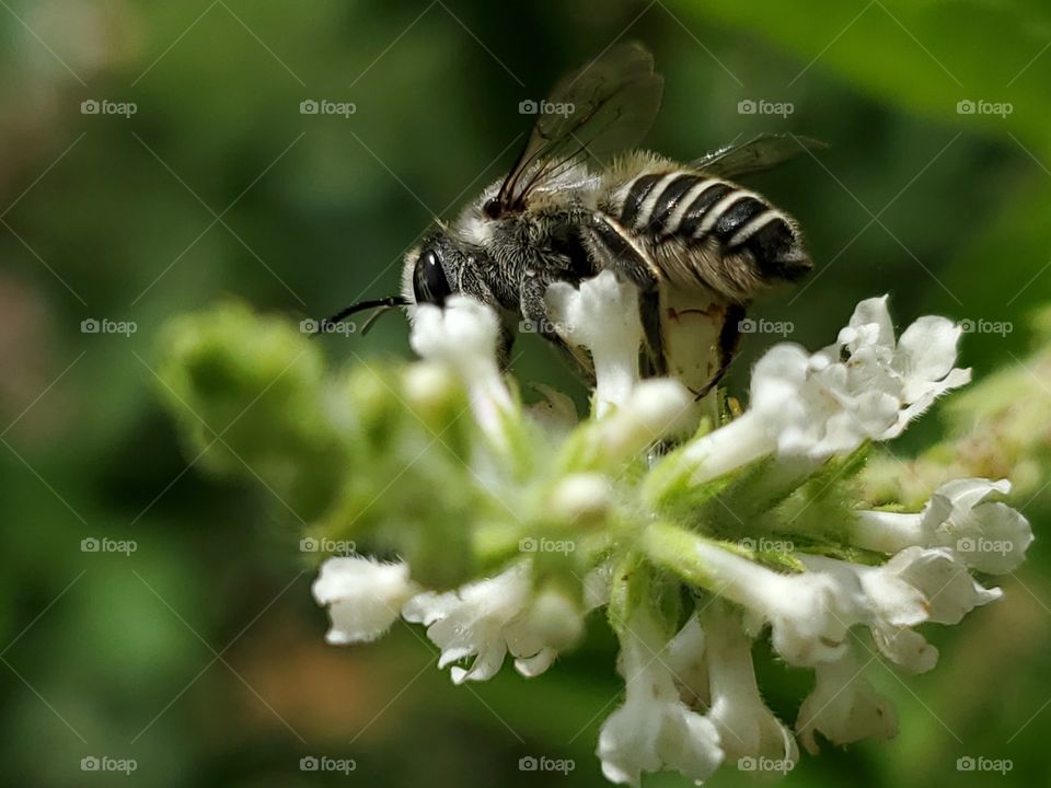 Leafcutting bee pollinating a white almond verbena flower