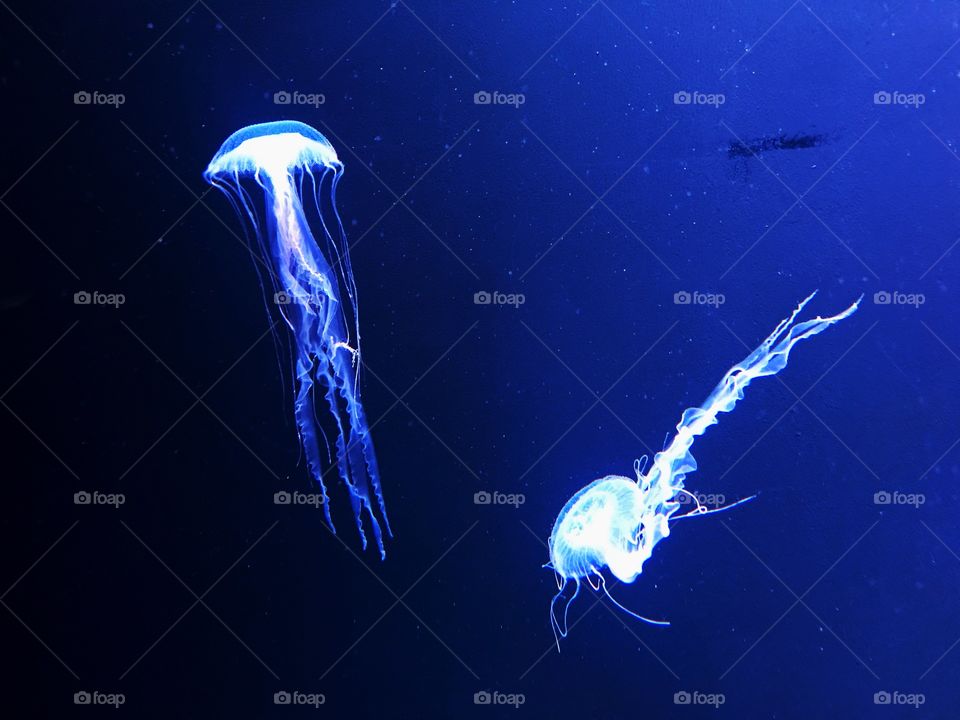 Jellyfish lightning up