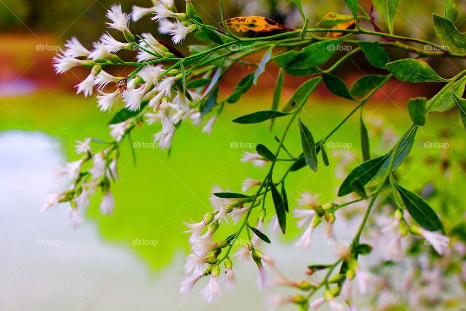 White Flowers over Pond