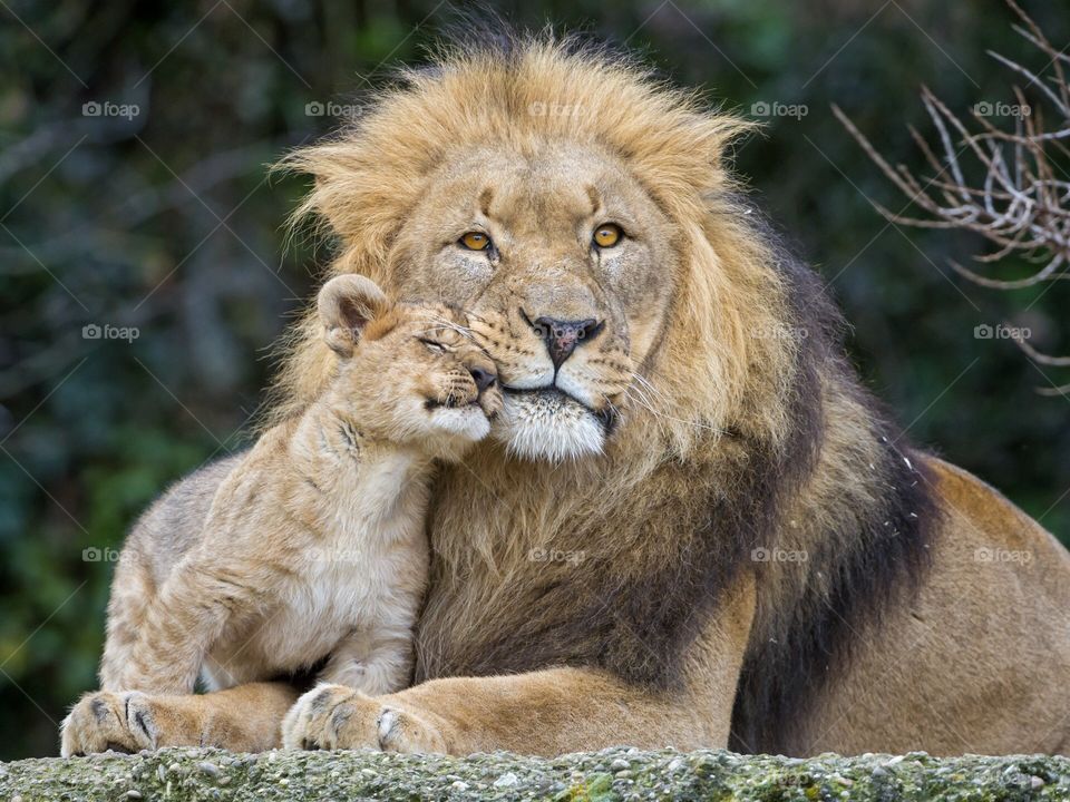 Lion with his cub