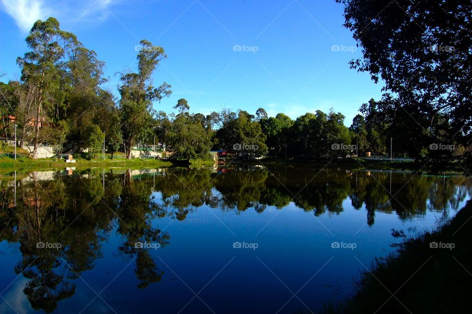 Reflection of trees on lake