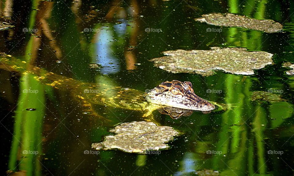 A baby alligator and his reflection.