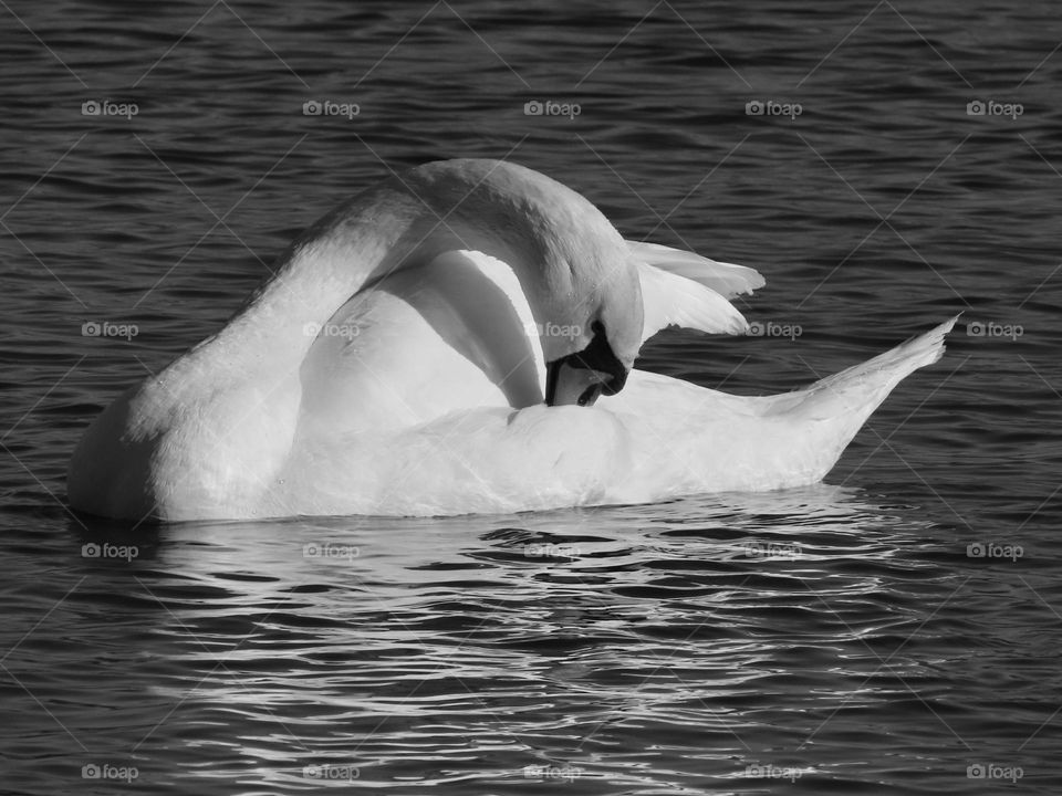 Swan