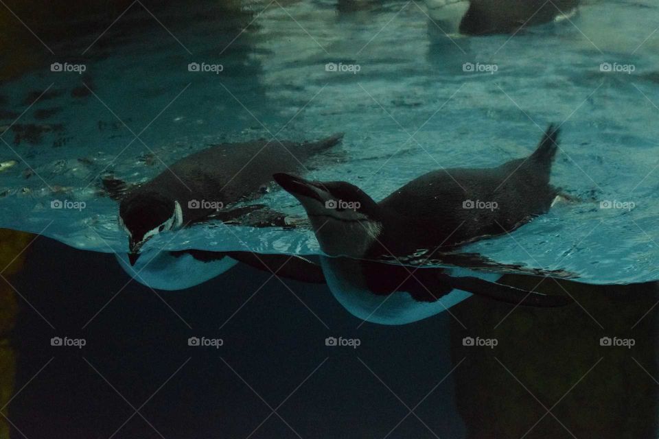 floating penguins