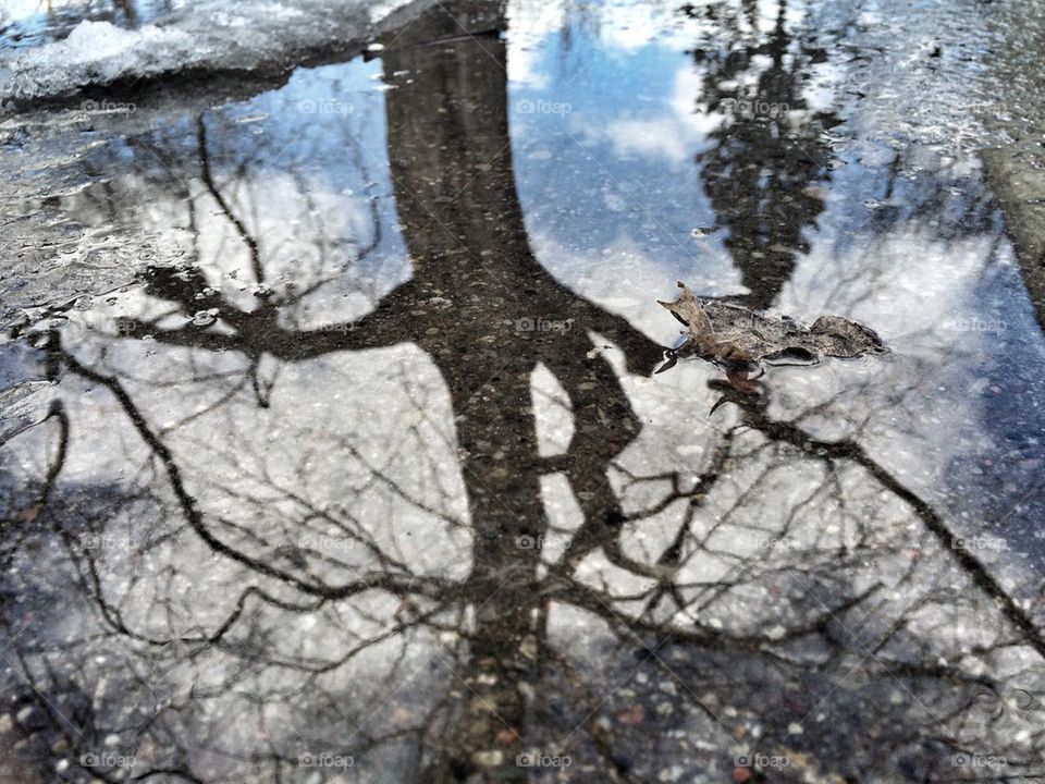 Spring Reflections