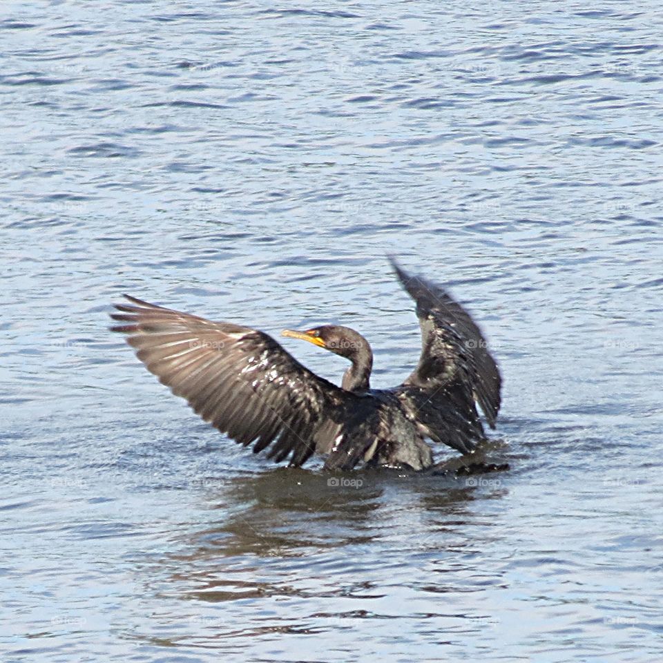 Double crested Cormorant