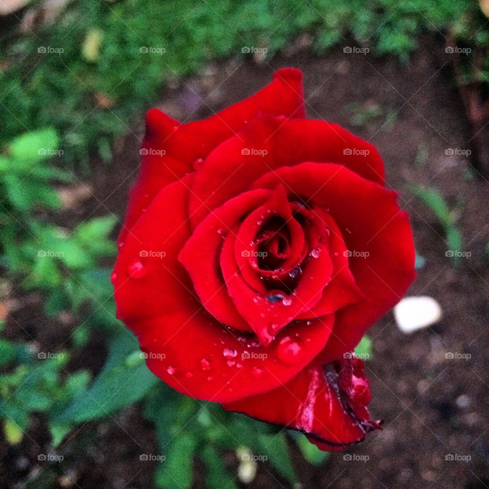 🌺Fim de #cooper - suado, cansado e feliz, curtindo a beleza das #flores.
🏁
#corrida
#running
#flowers
#CorujãoDaMadrugada
#alvorada
#flor