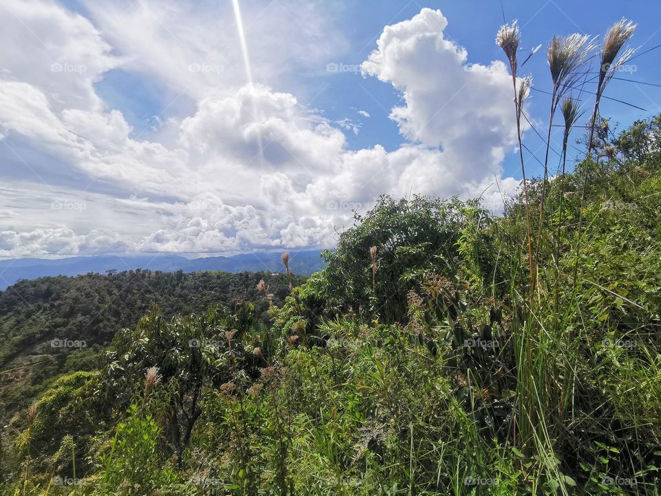 Plant plants on the top of the mountain 