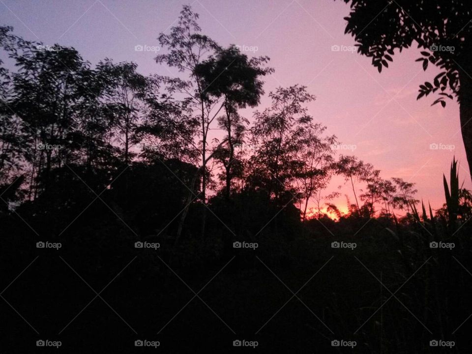 Tree, Landscape, Dawn, Silhouette, Sunset