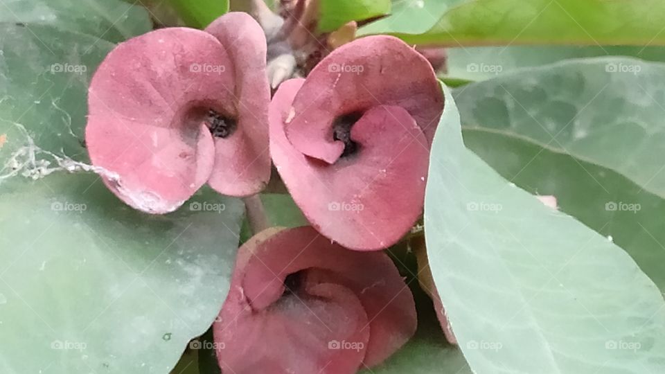 Indian garden flowers decolourisation due to pollution