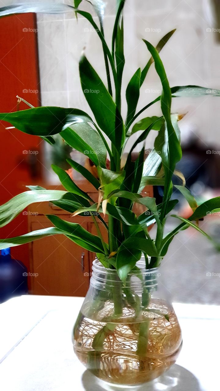 green plant in plastic jar