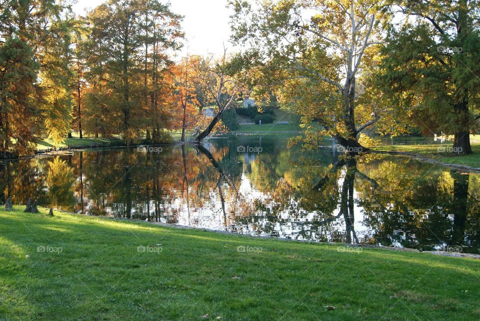 Reflections on the Pond