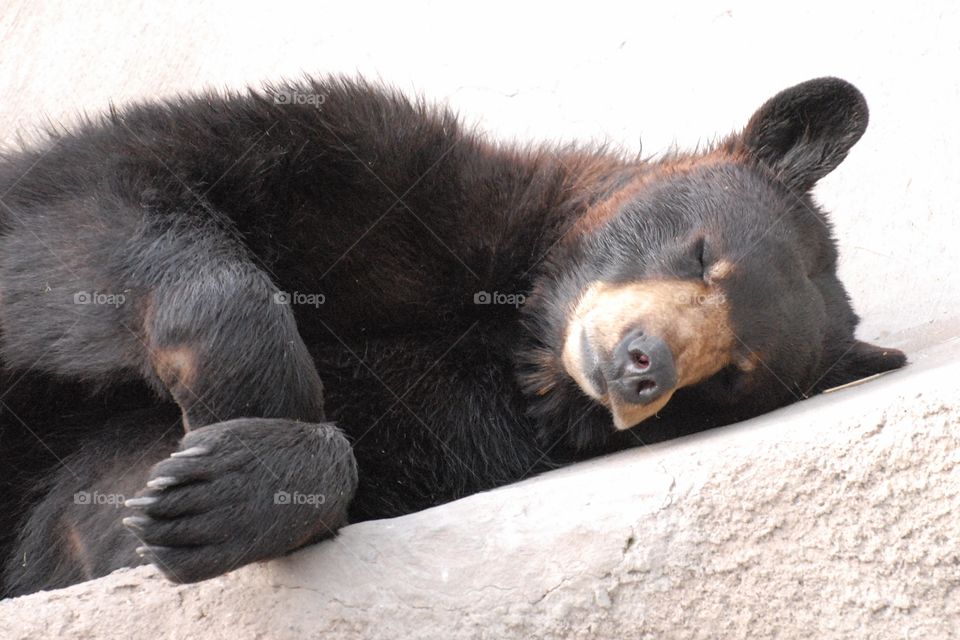 A sleeping bear at the zoo