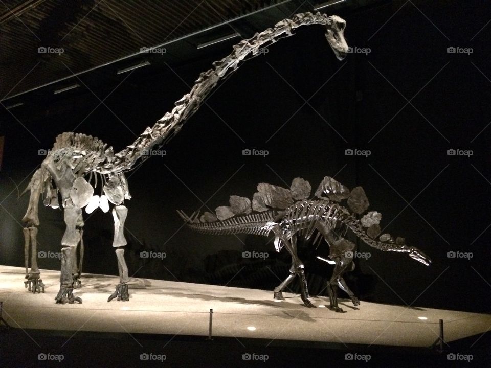 Illuminated dinosaur fossils on display at Geneva Museum (Brachiosaurus & Stegosaurs)