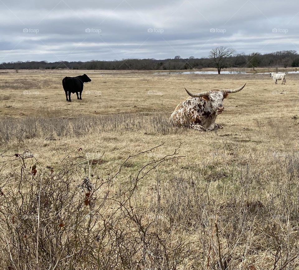 Three steers in a field. A white steer with brown spots, a brown cow, and a white cow.