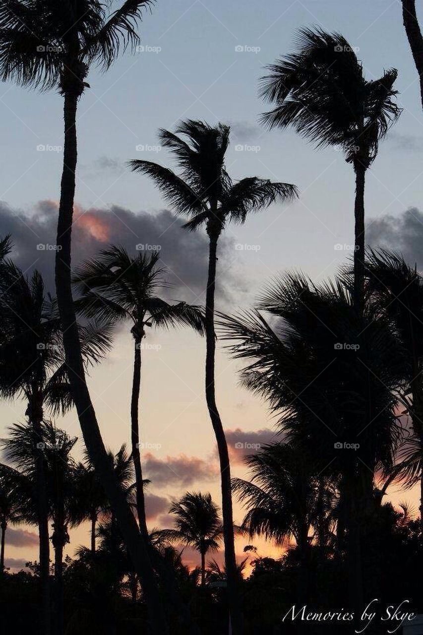 Breezy palms