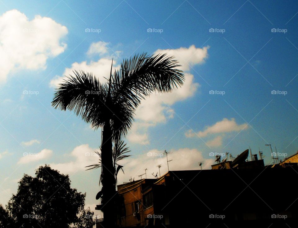 evening palm