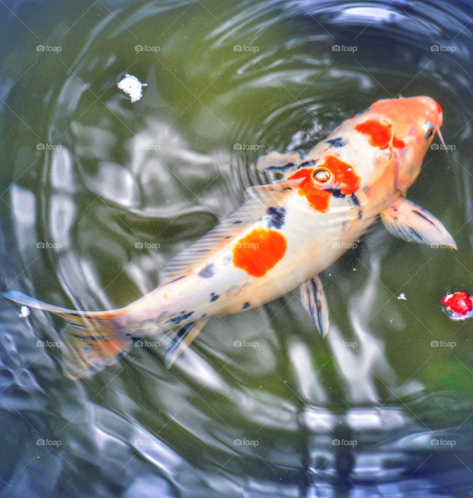 Always cool to watch the multicolored fish in the park ponds across Shanghai 