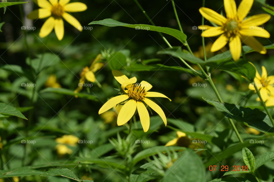 A farther shot of several yellow flowers. 