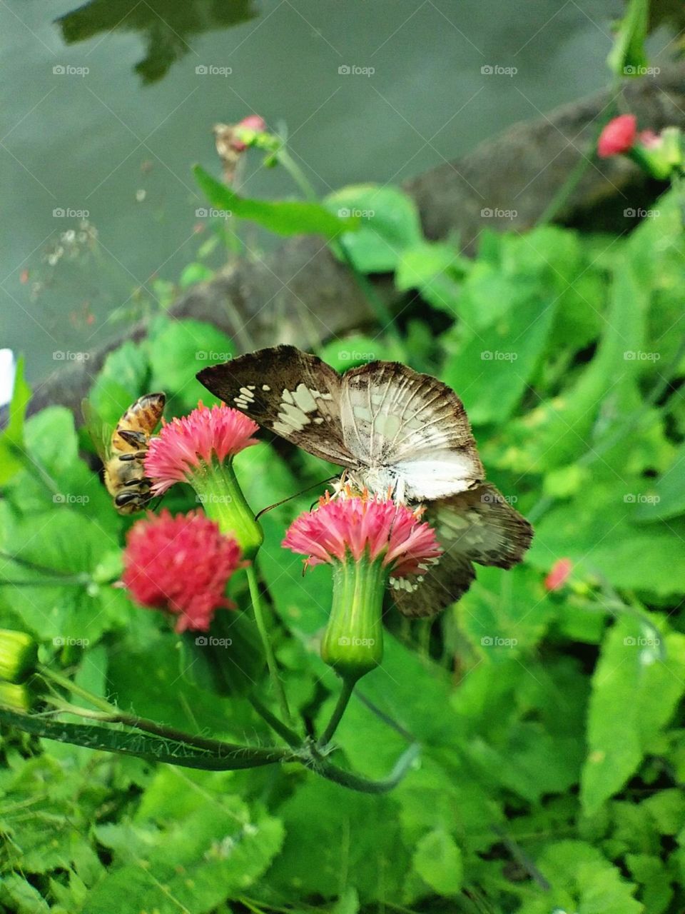 Beleza e cor em minuiaturas.