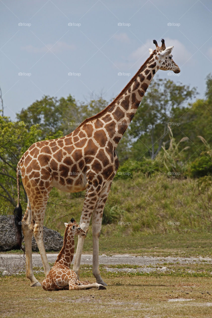 baby animal mammals mother by focused