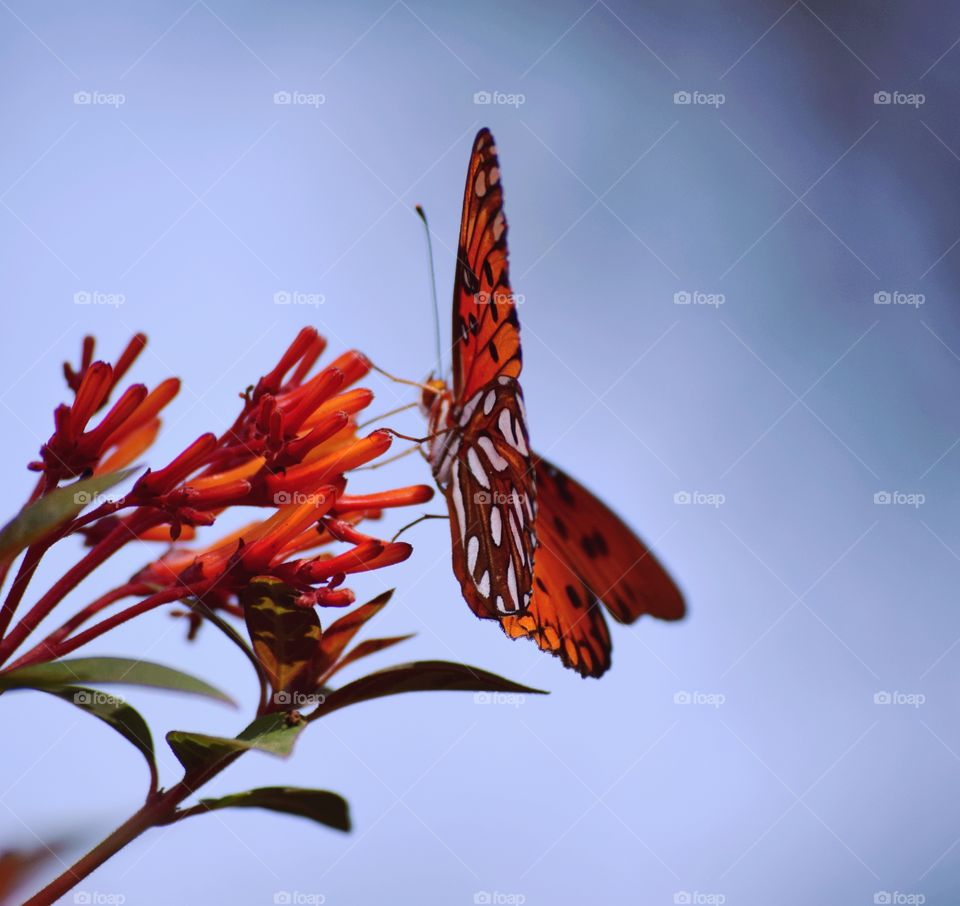 Beautiful orange butterfly on the firebush