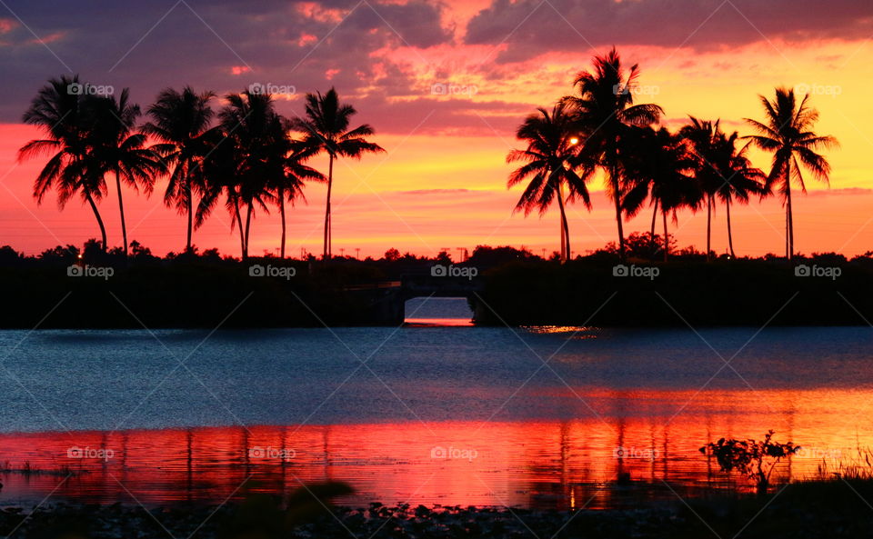 Palm Tree Sunset Reflection