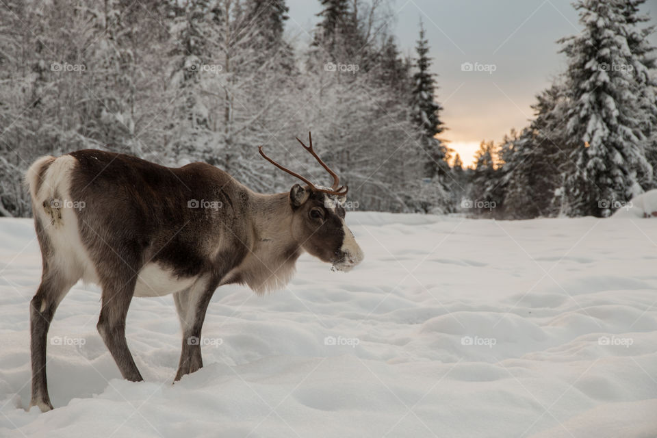 Reindeer in the snow