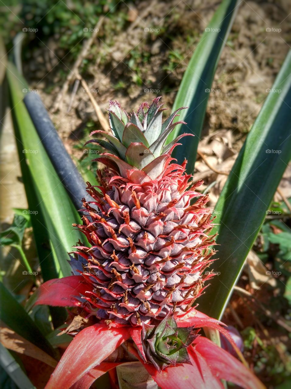 young pineapple on its parent plant