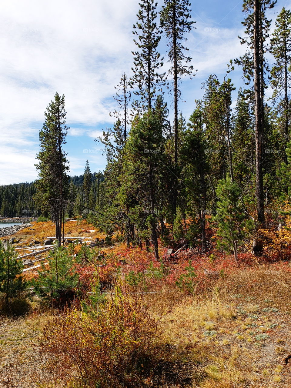 Brilliant fall colors of a landscape on the shores of Elk Lake in Oregon’s Cascade Mountains