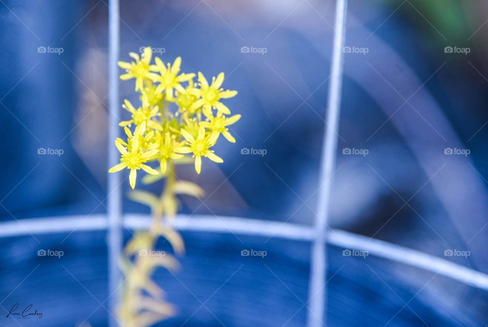 Firework Display of Yellow