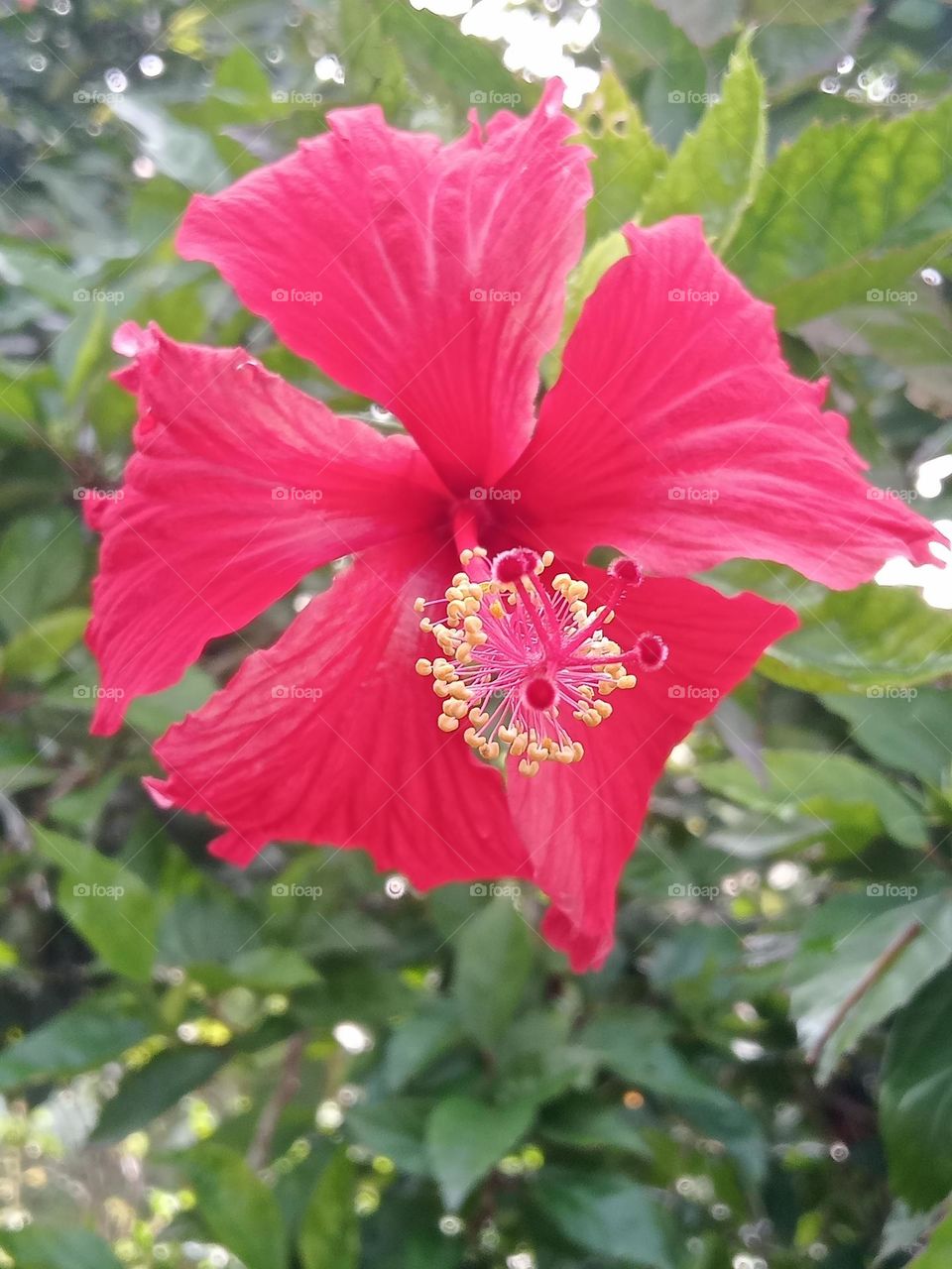 flower