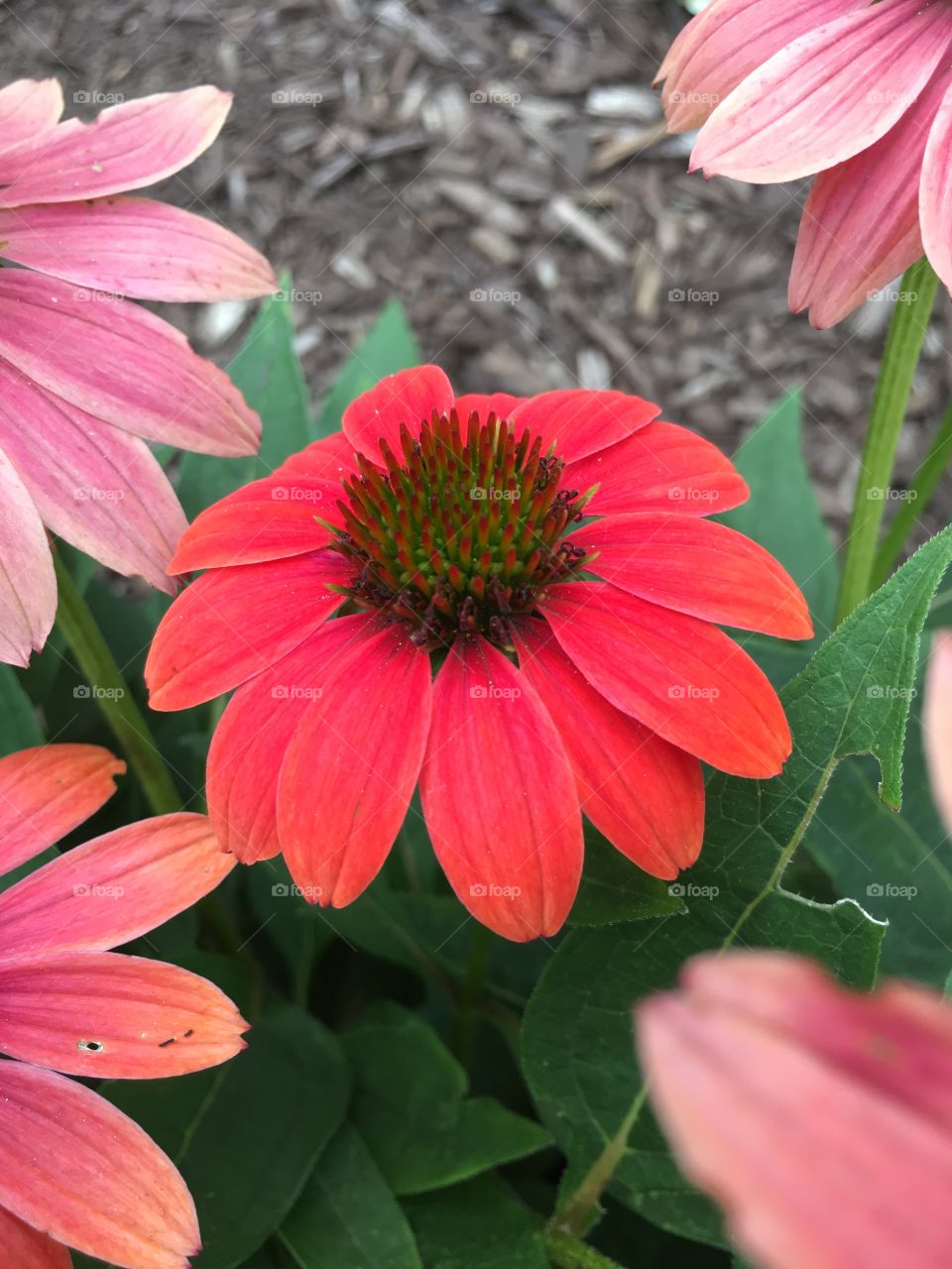 Red cone flower