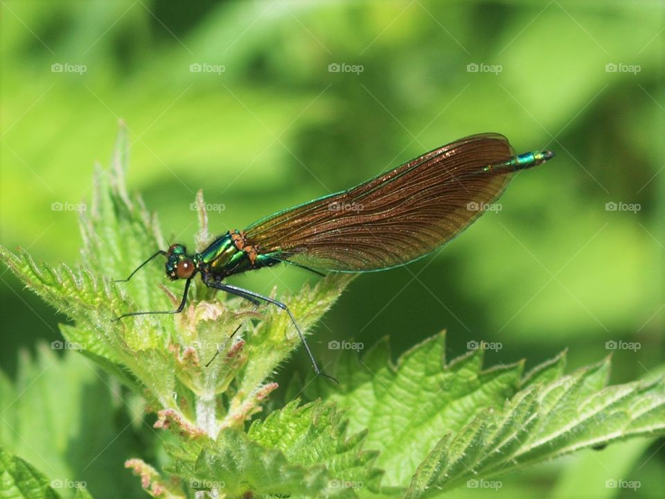 Beautiful iridescent damselfly on a nettle