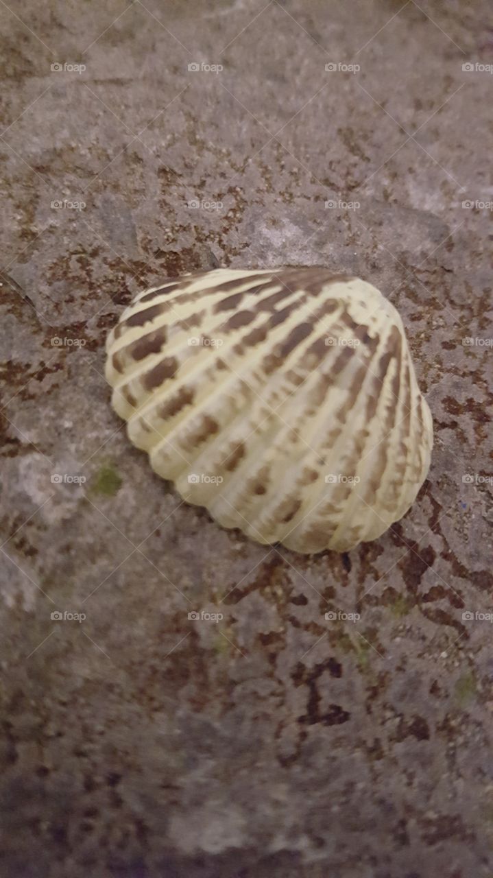 shell