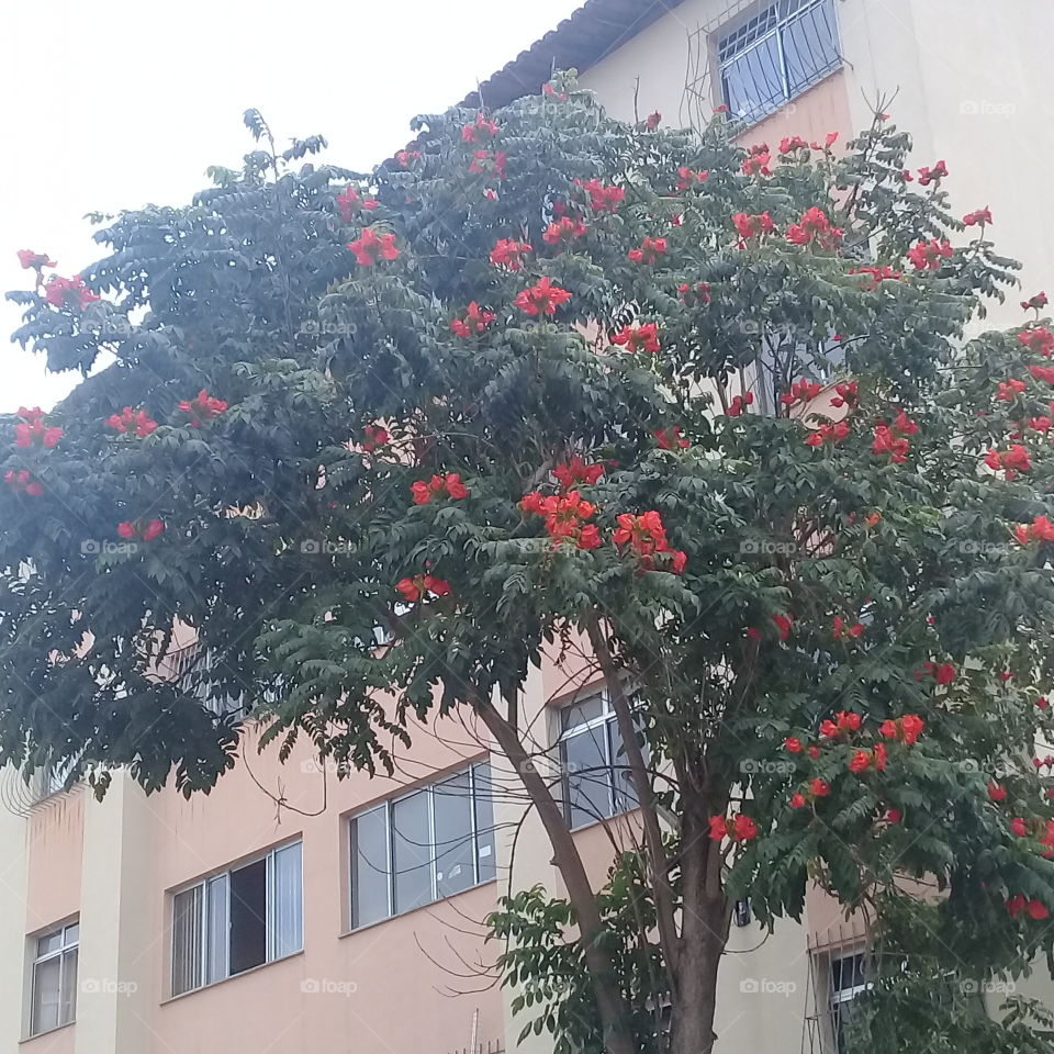 Árvore flor Laranja