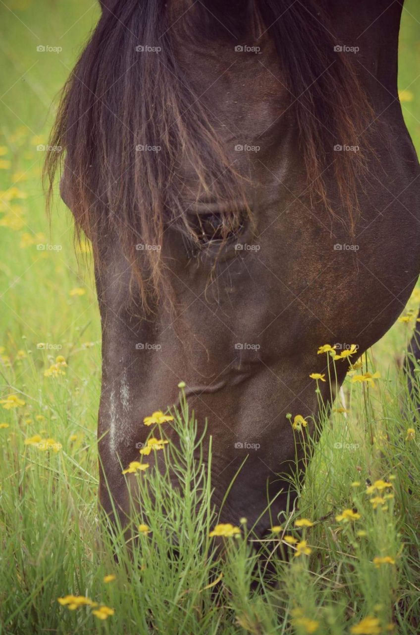 quarter horse