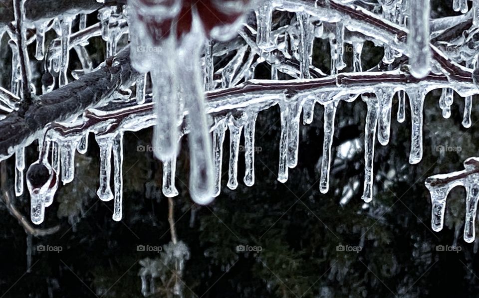 Elegant icicles hanging from tree branches in a lovely arch of glistening beauty 