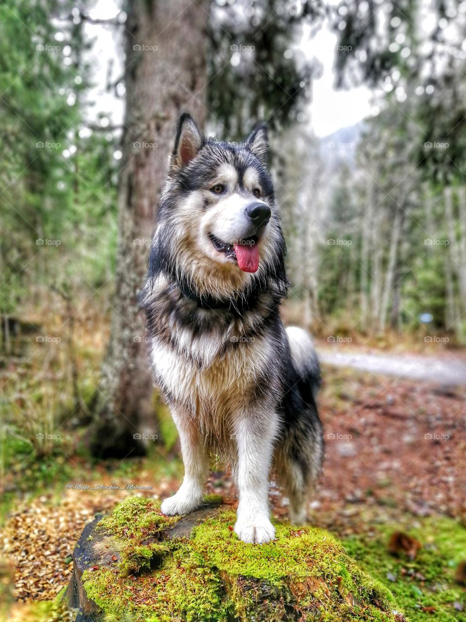 A walk in the forest walks the wolf back home