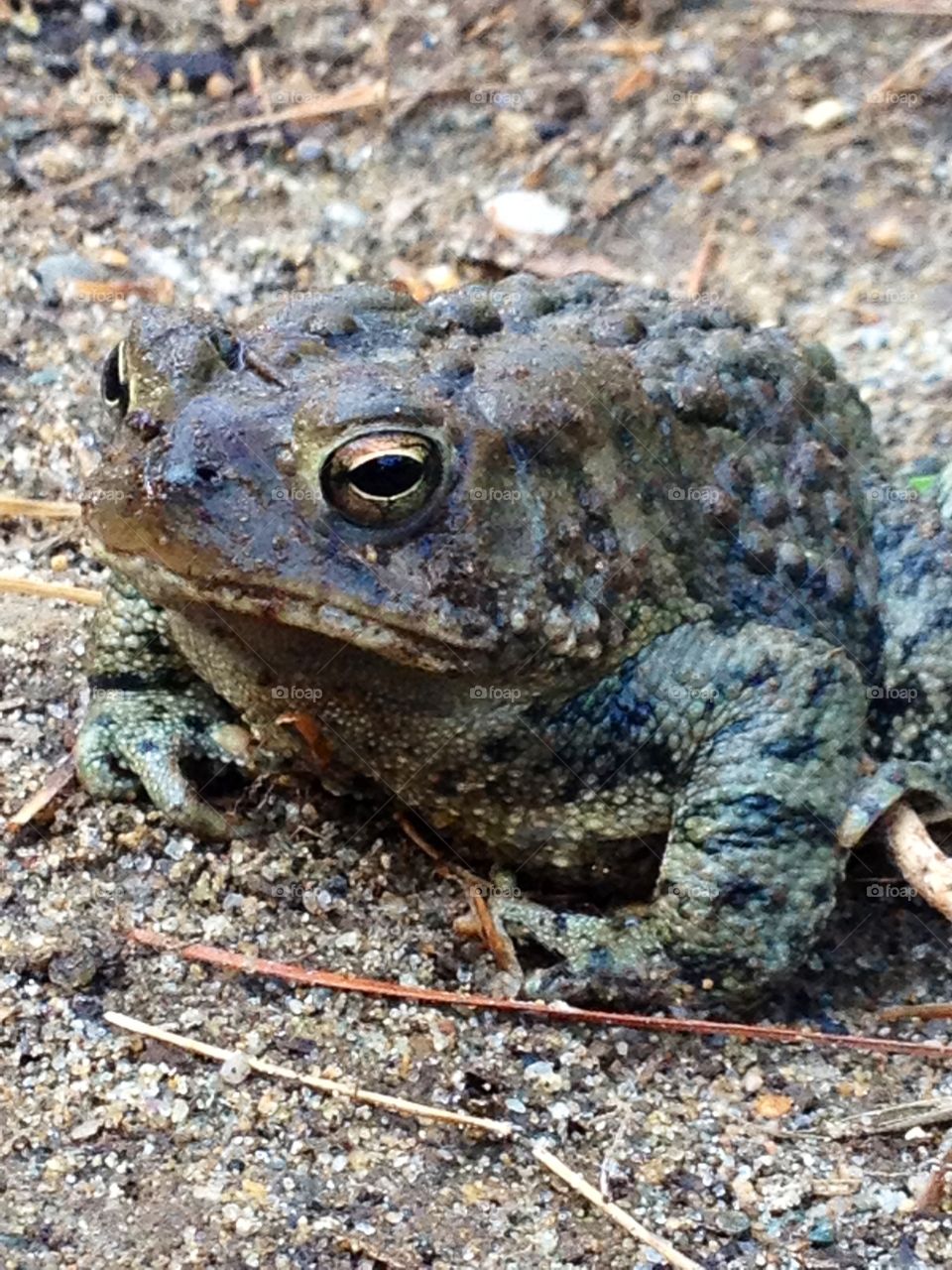 Toad looking for a place to winter, probably.