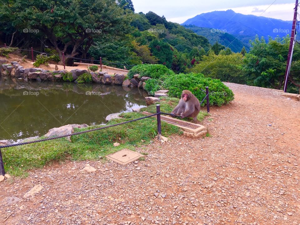 Monkey by a small pool in Iwatayama Monkey Park in Kyoto. 
