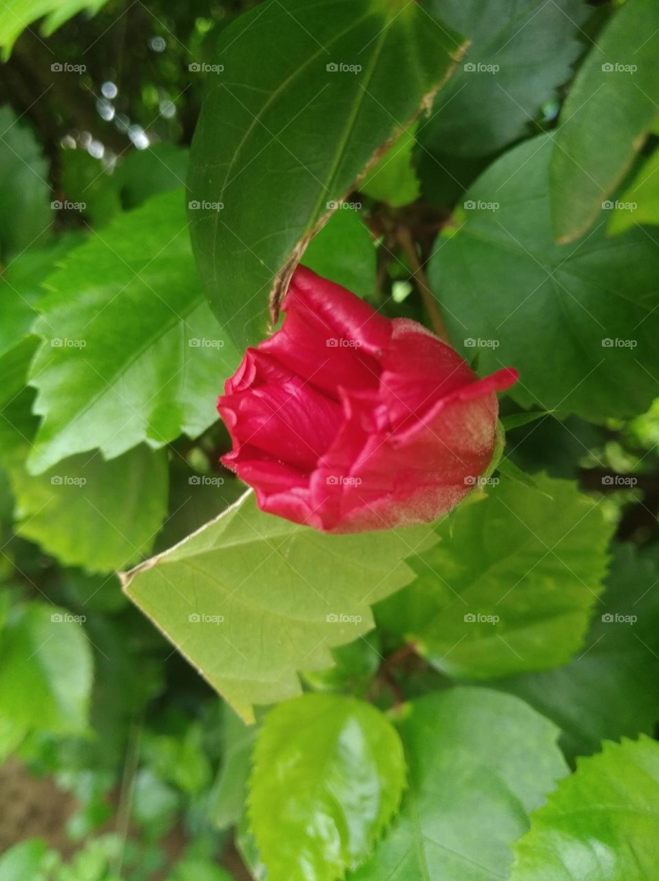 rose flower pink colour small size looks very beautiful generally found everywhere